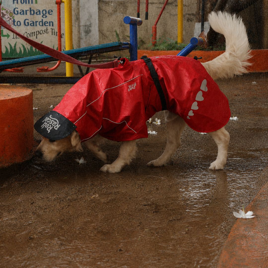 Zoof Dog Raincoat - Red Rascal