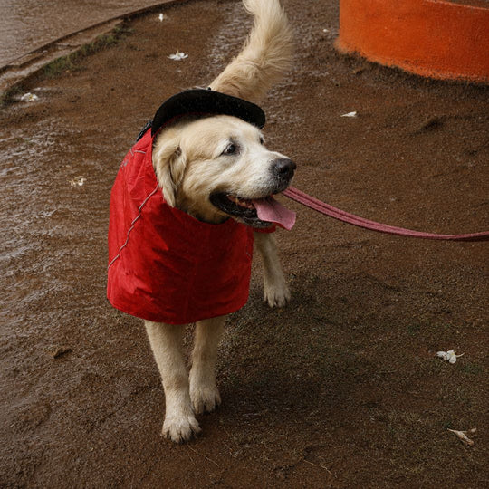 Zoof Dog Raincoat - Red Rascal
