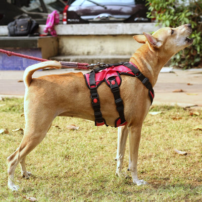 Zoof Escape Proof Dog Harness