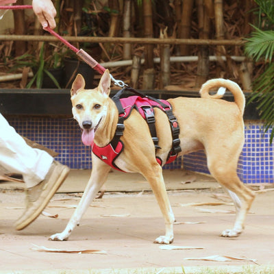Zoof Escape Proof Dog Harness