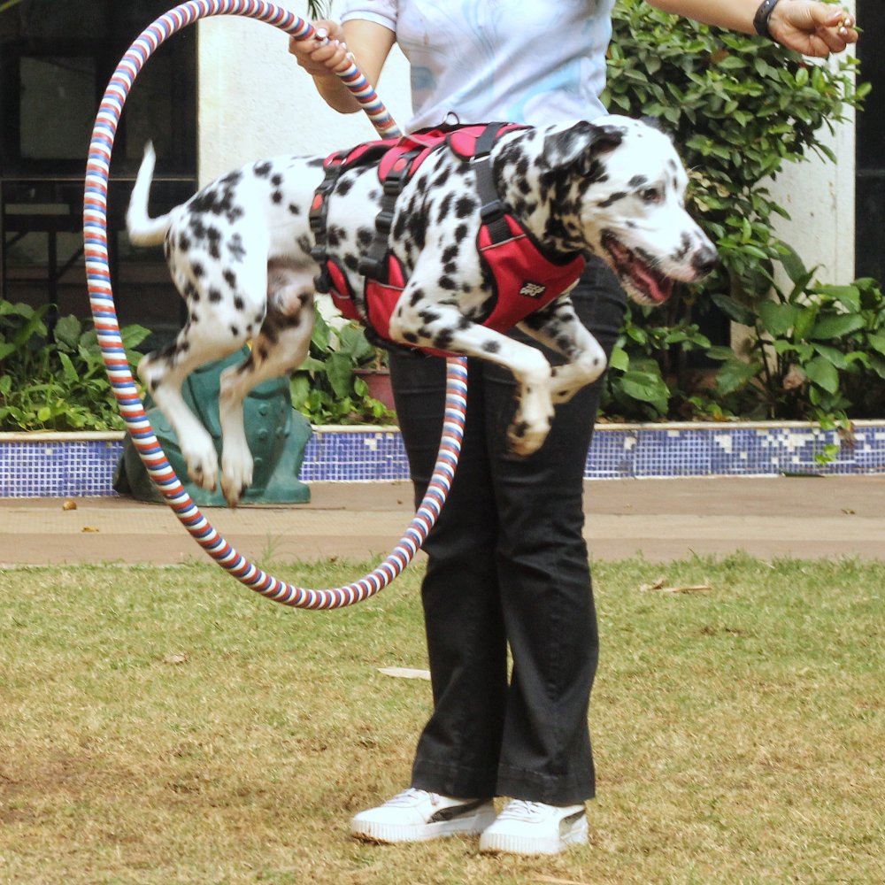 Zoof Escape Proof Dog Harness