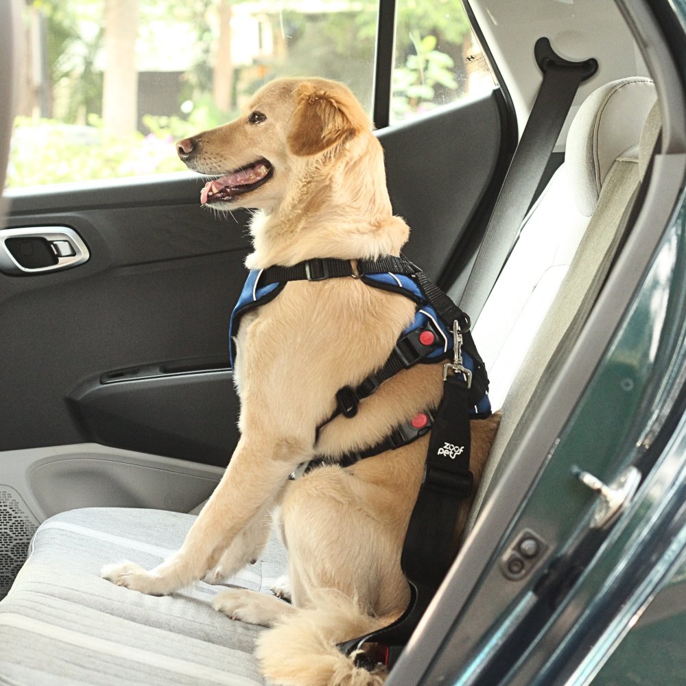 Buy Zoof Pets Dog Seat Belt Safety Belt for All Dogs Breeds