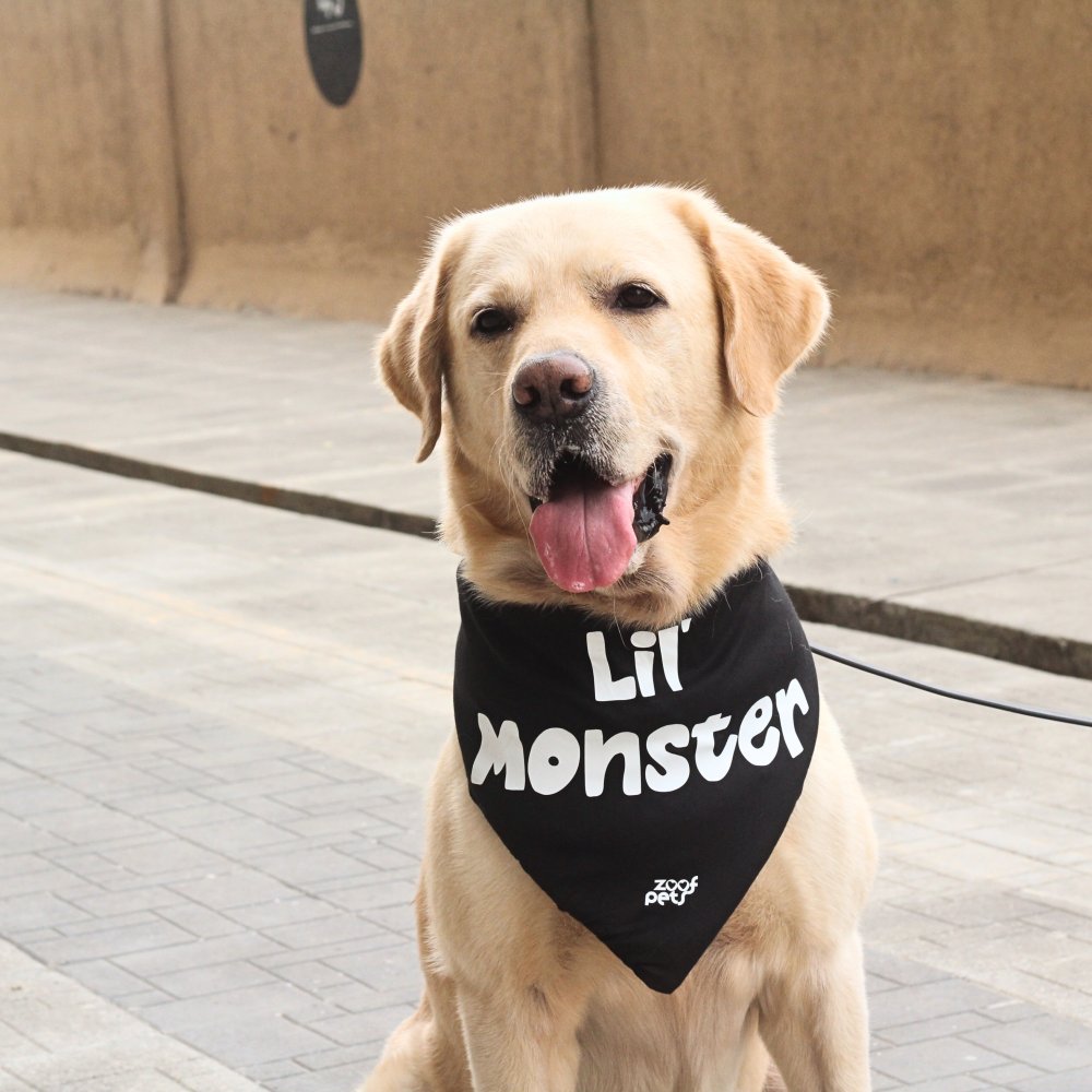 Dog in cute bandana