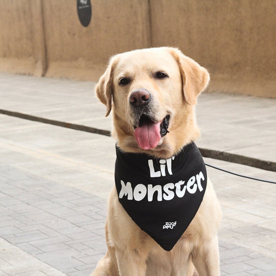 Dog in cute bandana