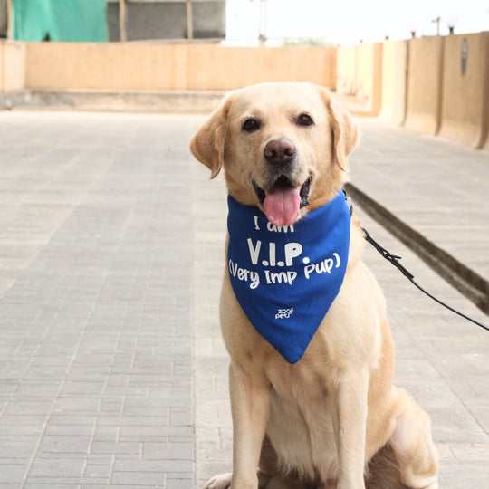 Lab in dog scarf