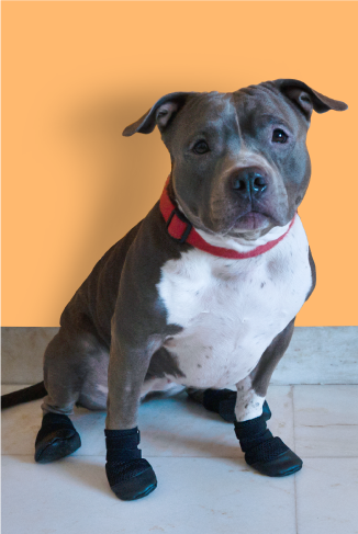 Paw Friction Pad Grips For Dogs Best Dog Paw Pads PUPTECK Dog Paw