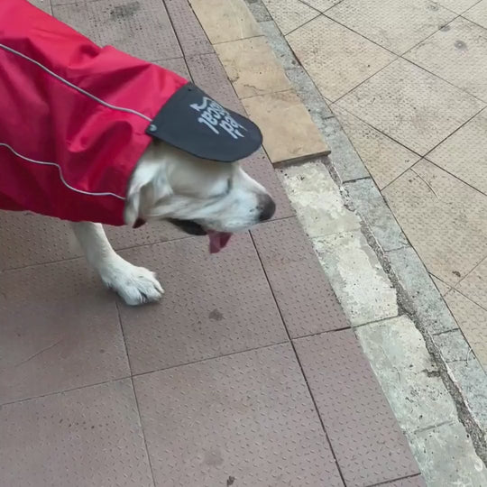 Zoof Dog Raincoat - Red Rascal