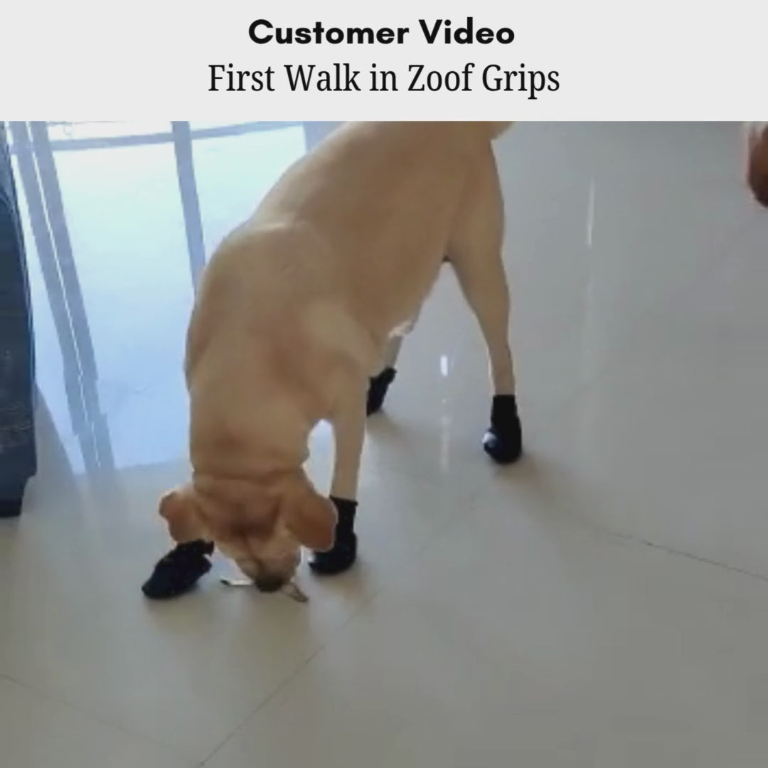 Zoof Grips - Anti Slip Indoor Shoes for Senior Dogs