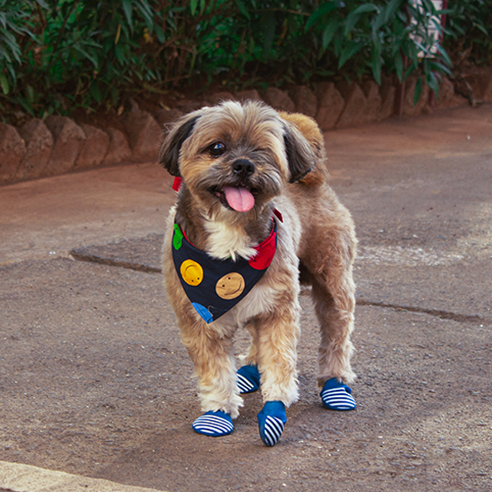 Lhasa in rain boots