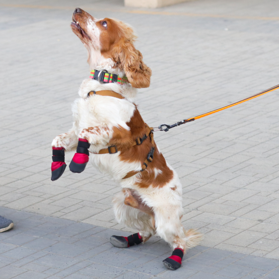 dog Shoes that don't come off