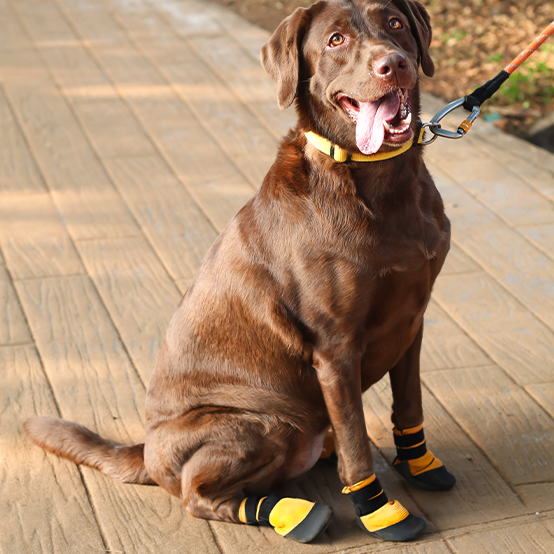 Dog in breathable shoes