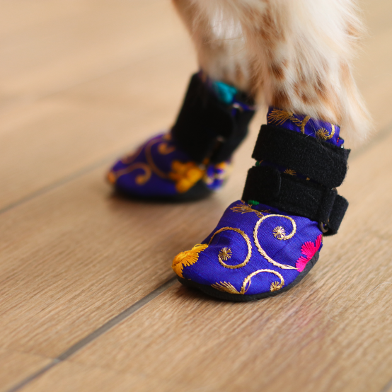 Blue gold wedding shoes for dog