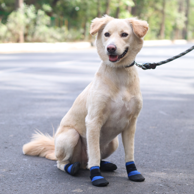 Dog in waterproof shoes