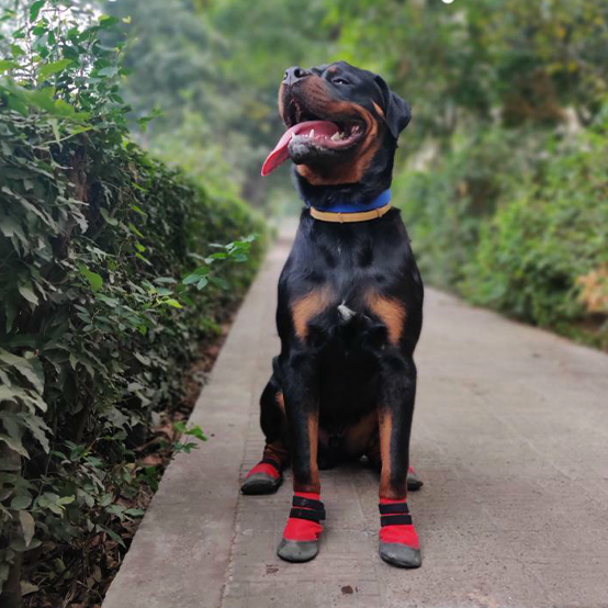 Zoof Plops