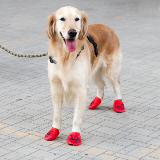 Golden Retriever in dog boots