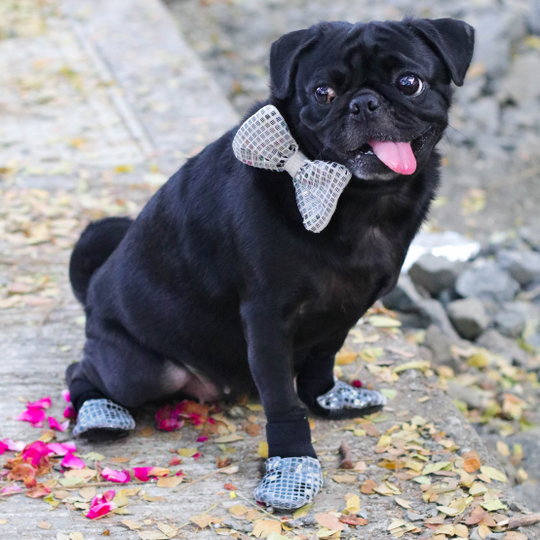 Silver dog wedding jutti