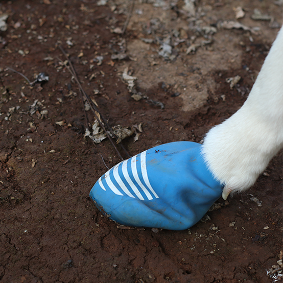 Rain boots for dogs