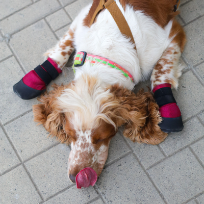 Cocker Spaniel in dog shoes