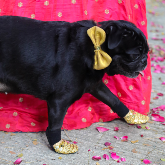 Pug wedding dress and shoes