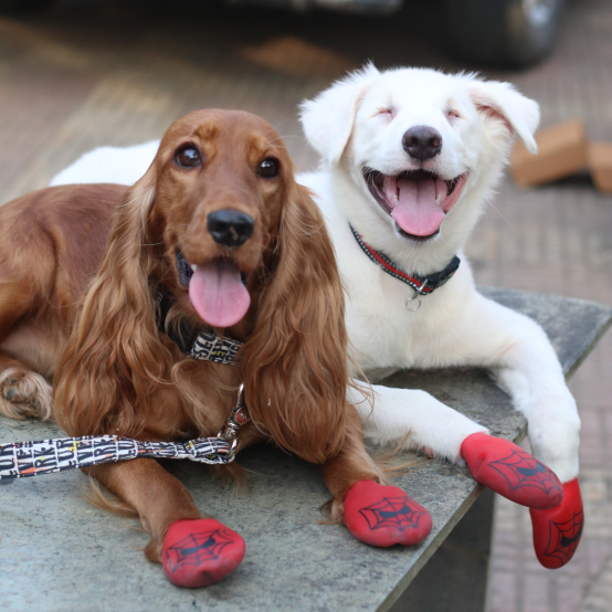 Monsoon dog boots