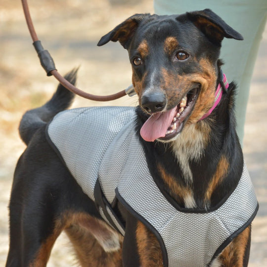 Summer cooling jacket for dogs