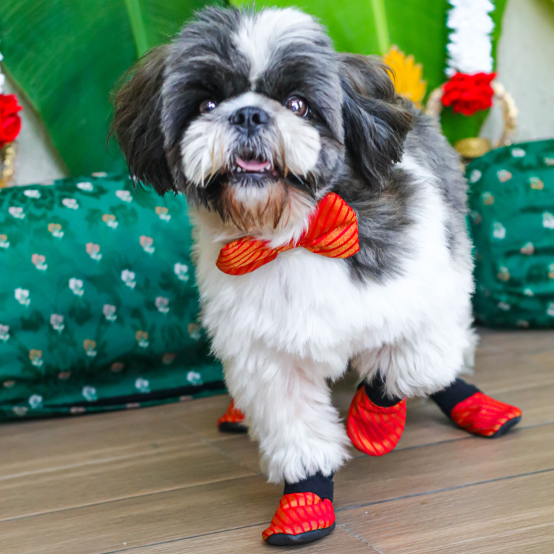 shih tzu wedding shoes