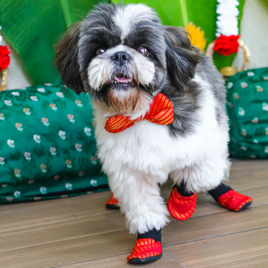 shih tzu wedding shoes
