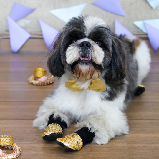 Shih tzu wedding shoes 