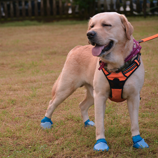 Lab in dog boots