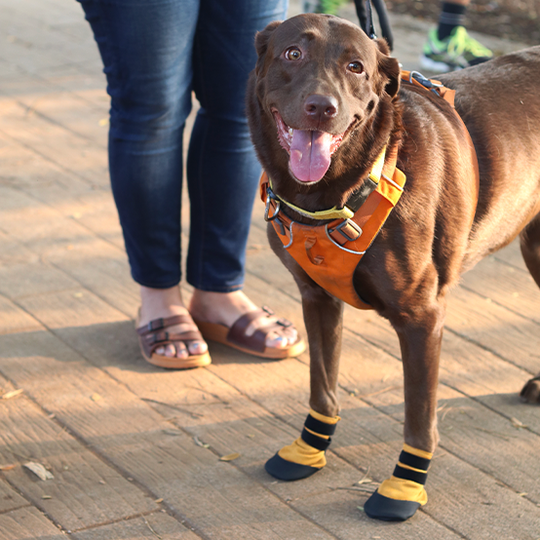Yellow dog boots