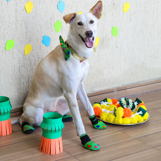 Emerald Dog Shoes Zoof Pets