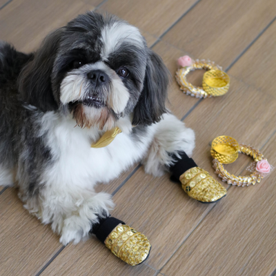 Dog in gold jutti
