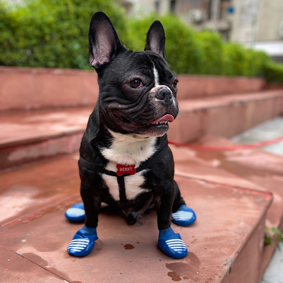 French Bull dog in boots