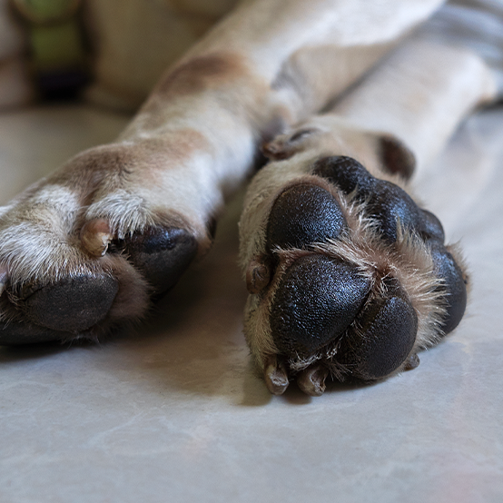 Zoof Paw Balm
