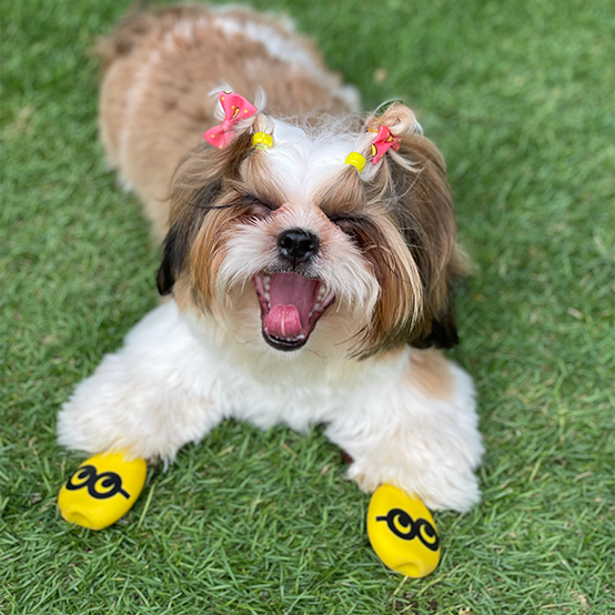 Shihtzu in dog boots