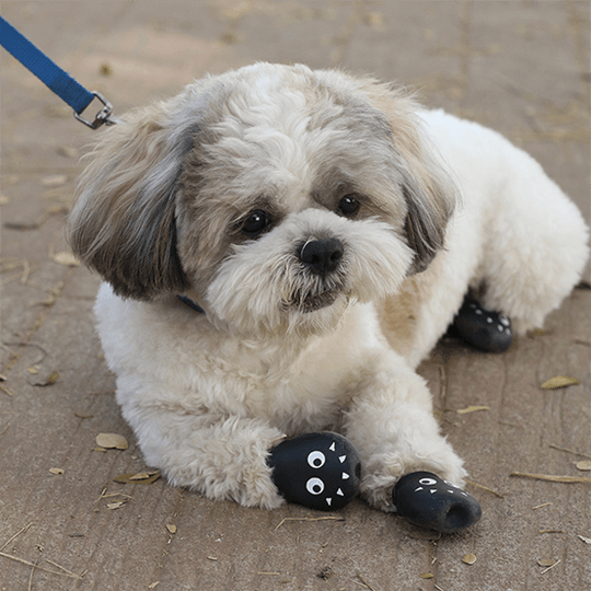 Cute dog in boots