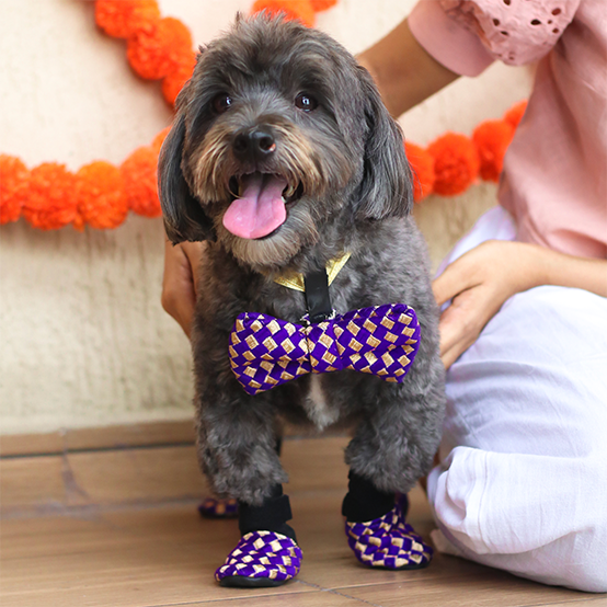 dog festival shoes