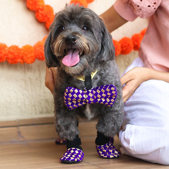 dog festival shoes