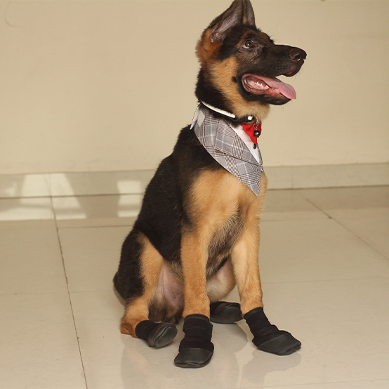 German Shepherd in anti slip shoes