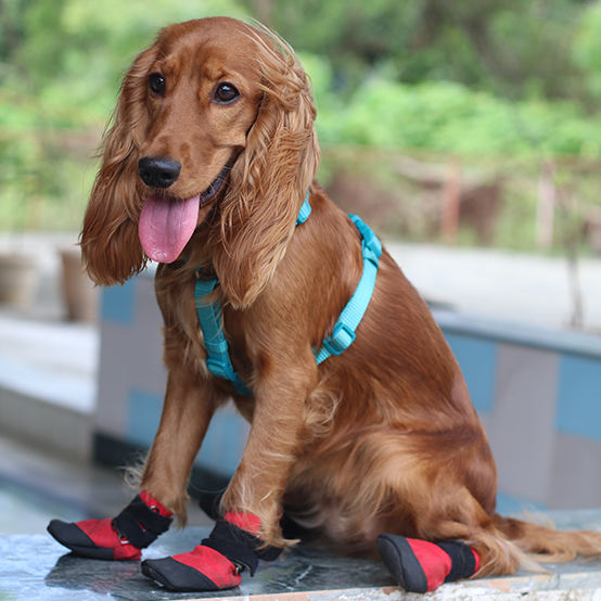 Dog shoes for cocker spaniel discount
