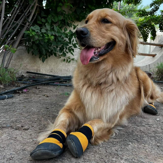 Zoof casuals dog shoes