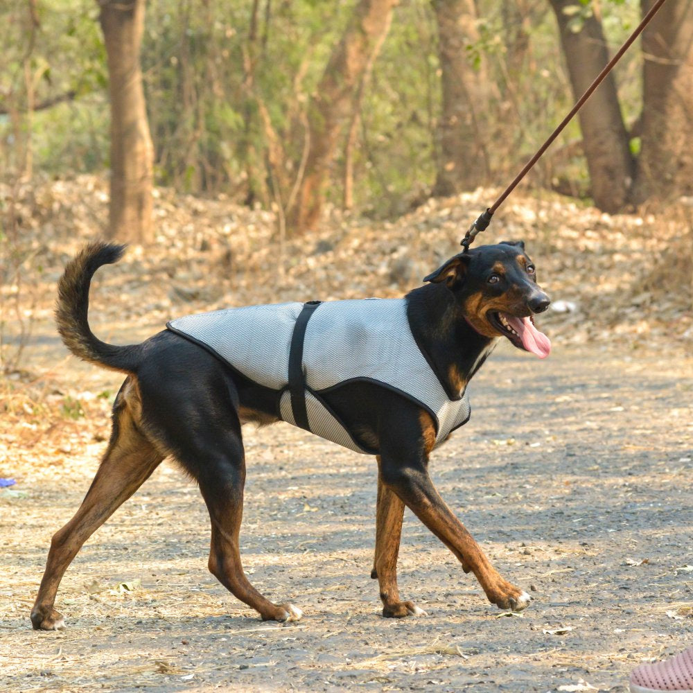 Zoof Summer Jacket for large dogs
