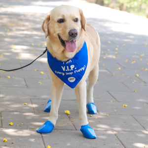 Labrador wearing dog boots and bandana