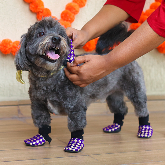 dog wedding dress