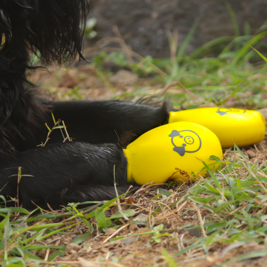 Dog in  yellow Zoof Boots