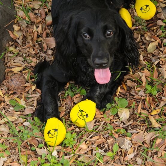 Black dog in yellow boots