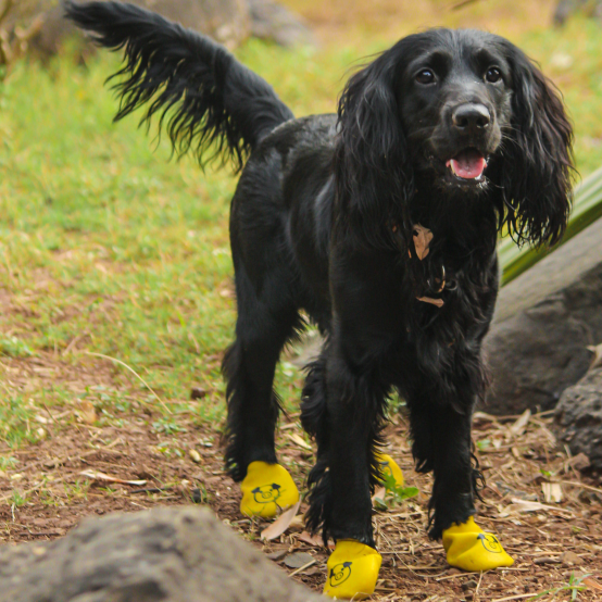 Black cocker spaniel in dog boots