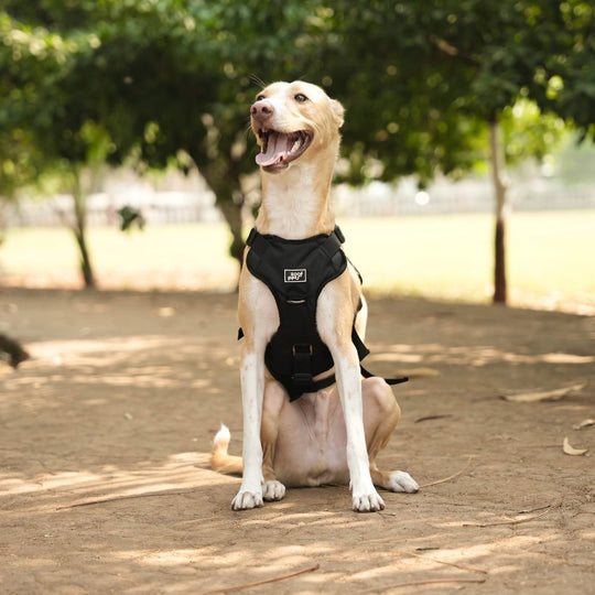 Zoof Escape Proof Dog Harness