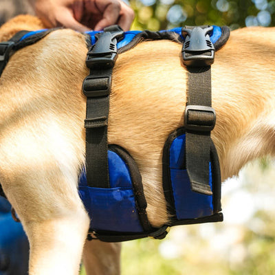 Zoof Escape Proof Dog Harness