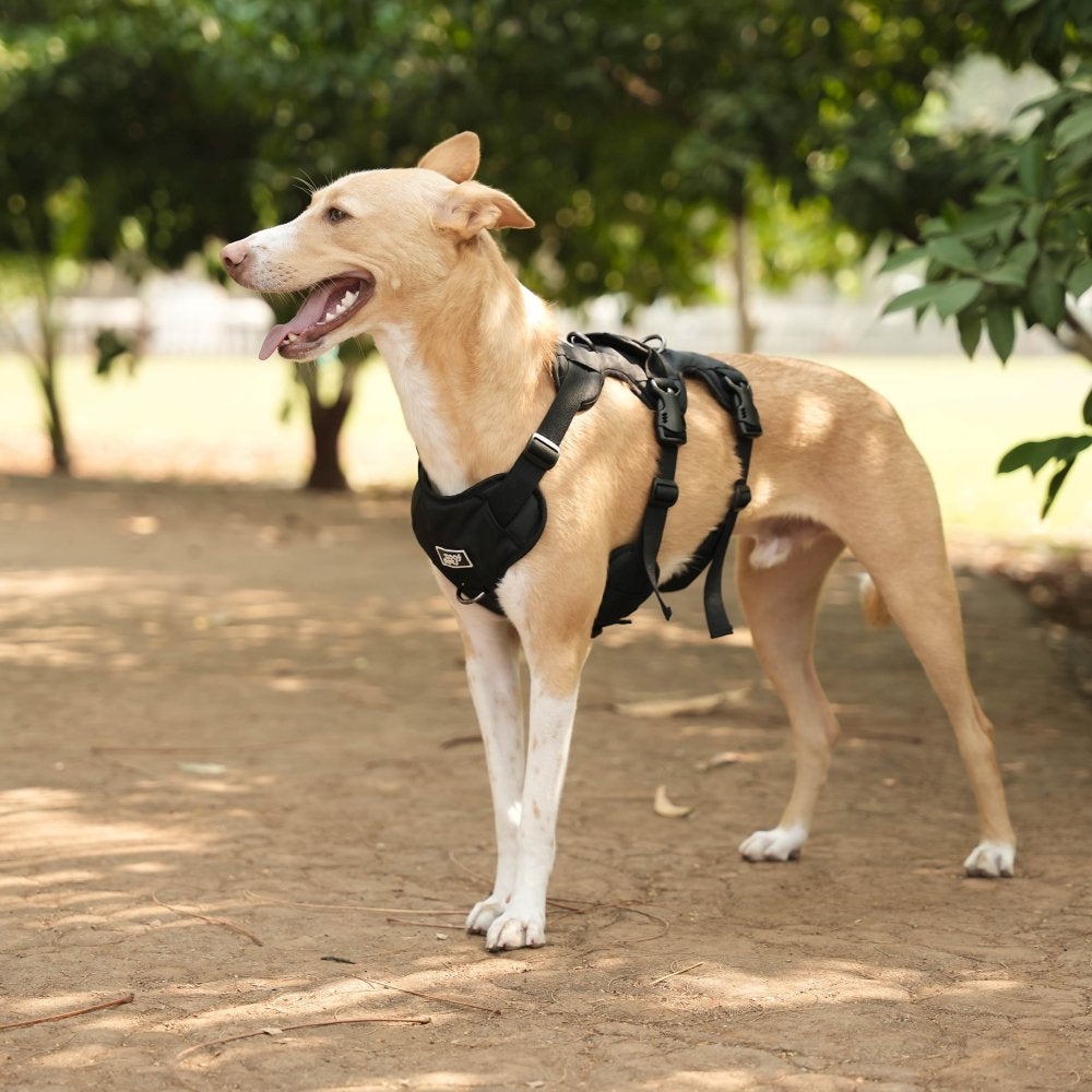Zoof Escape Proof Dog Harness